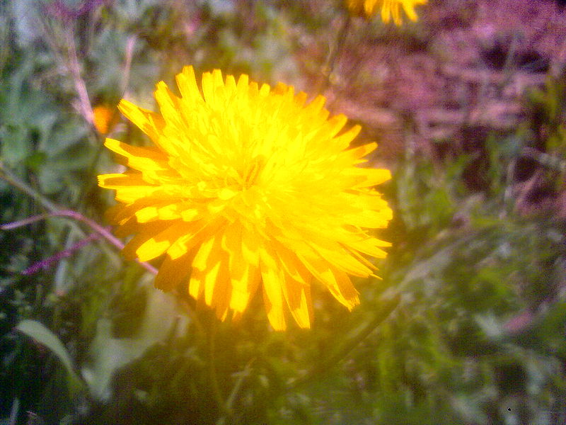 File:Abant Flower.jpg