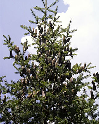 <i>Abies balsamea</i> Species of conifer tree
