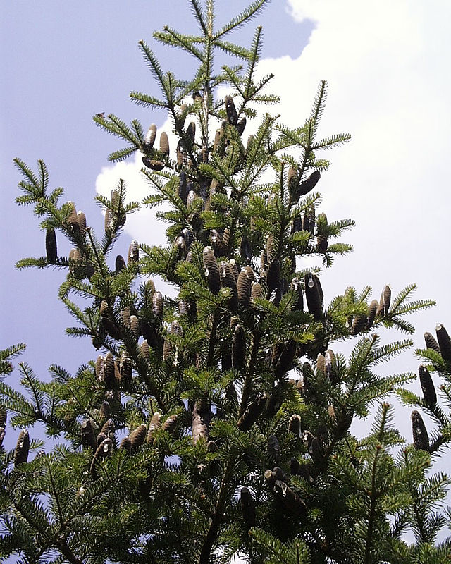 Four Thick White Birch Poles 7 ft - Northern Boughs