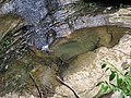 Above Ash Cave Falls (Hocking Hills, Ohio, USA) 4 (34510958150).jpg