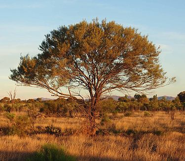 Acacia aneura Acacia aneura habit.jpg