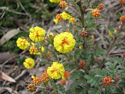 Acacia moirii subsp dasycarpa.jpg