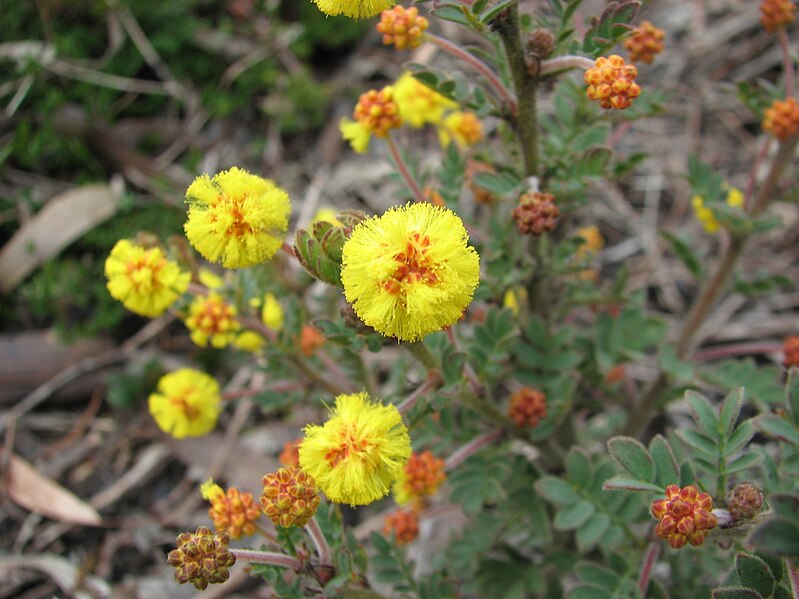 File:Acacia moirii subsp dasycarpa.jpg