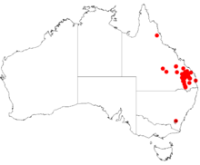 Австралиялық виртуалды гербарийден алынған «Acacia semirigida» пайда болу деректері