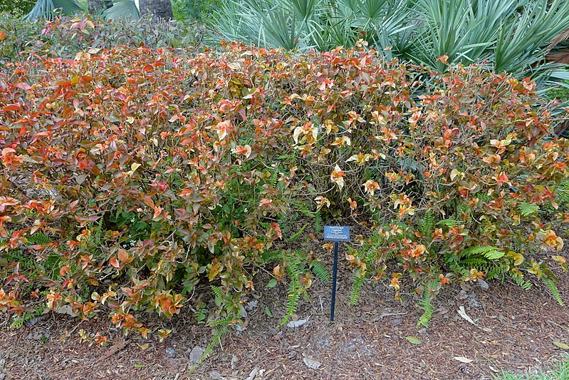 File:Acalypha wilkesiana 'Rosea' - Mounts Botanical Garden - Palm Beach County, Florida - DSC03743.jpg