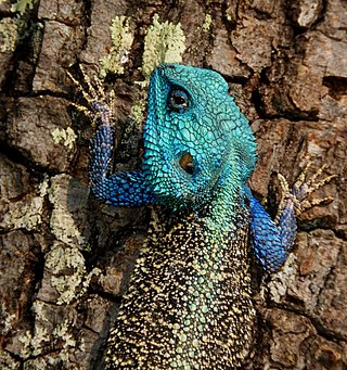 <i>Acanthocercus cyanocephalus</i> Species of lizard