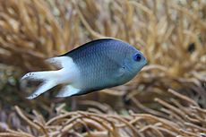 Acanthochromis polyacanthus.jpg