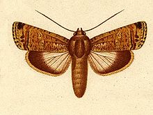 Acanthodica emmittens ill.JPG