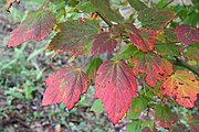 Acer spicatum, or mountain maple.