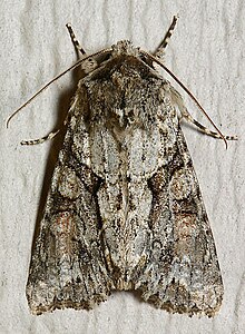 Achatia distincta.jpg