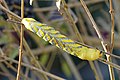 Deutsch: Raupe des Totenkopfschwärmers (Acherontia atropos)