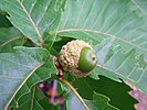 Acorn dari Quercus crispula.JPG