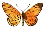 Thumbnail for Acraea periphanes