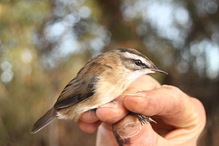 Moustached warbler Species of bird