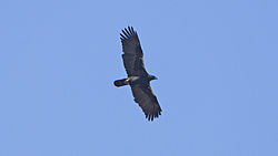 Aquila adalberti