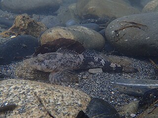 <i>Cottus aturi</i> Species of fish