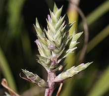 Aechmea pubescens 20100211.jpg