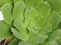 Miniatura para Aeonium canariense