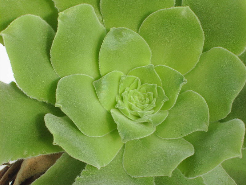 File:Aeonium canariense PICT031.jpg