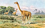 Aepycamelus