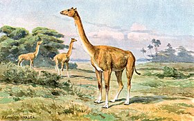 Aepycamelus Alticamelus hharder