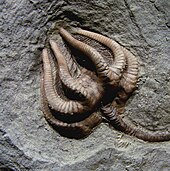 Ctenostoma - Wikipedia