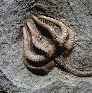 <i>Agaricocrinus americanus</i> species of echinoderm