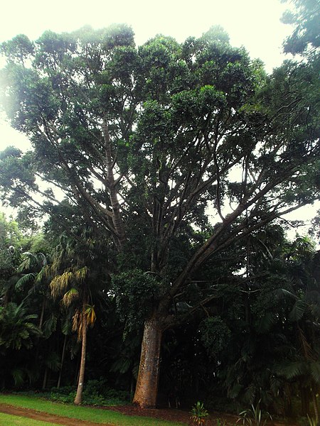 File:Agathis robusta (Ponta Delgada).JPG