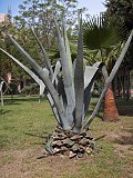 Miniatura per Agave (botanica)