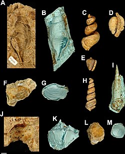 Mollusk mold fossils of the Alajuela Formation Alajuela Formation - Moldic mollusks.jpg