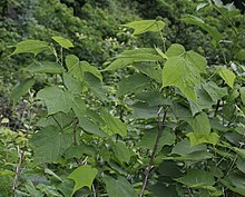 Alangium platanifolium var. trilobatum.jpg