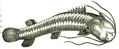 De Silurus callichthys