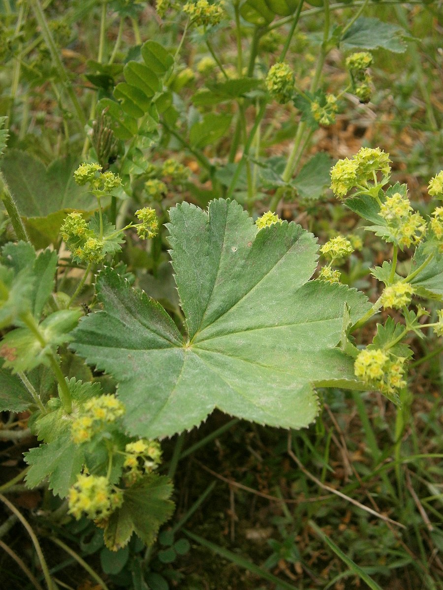 Alchemilla vulgaris