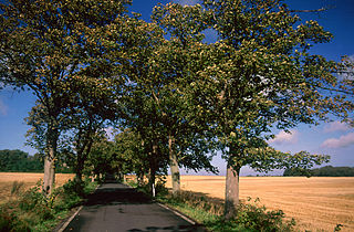 <span class="mw-page-title-main">German Avenue Road</span>