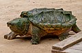 Alligator snapping turtle - Geierschildkröte - Alligatorschildkröte - Macrochelys temminckii 01.jpg