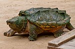 Miniatura para Macrochelys temminckii