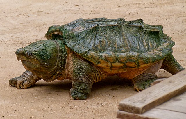 They're one of Earth's rarest reptiles. But these crocodiles are bouncing  back.