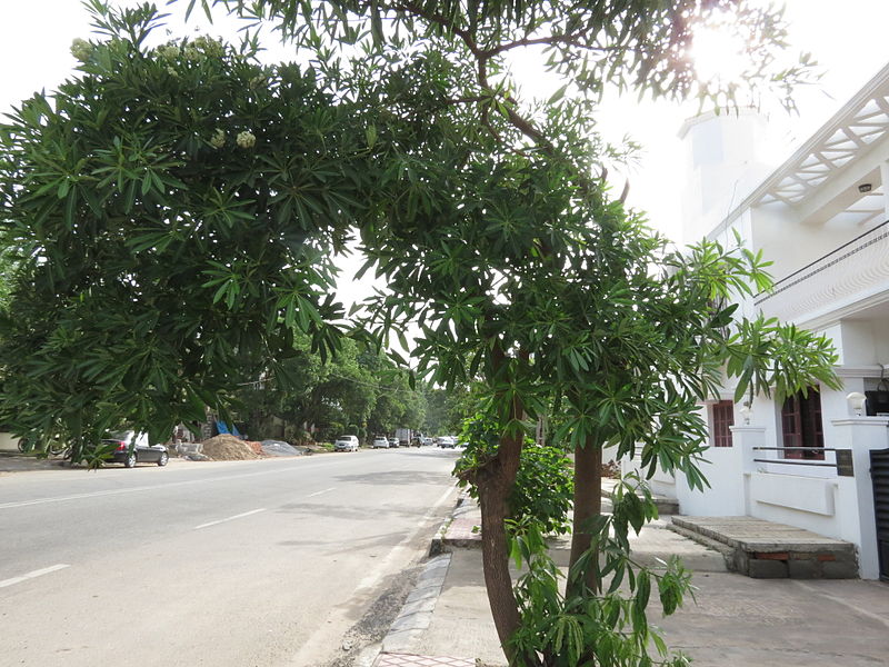 File:Alstonia scholaris - tree04.JPG