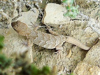 <i>Altiphylax tokobajevi</i> Species of lizard