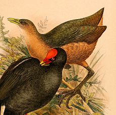 Amaurornis isabellina 1898.jpg