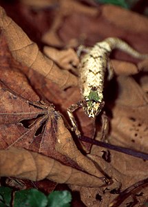 Amber Mountain Leaf Caméléon (Brookesia ambreensis) (43457275260) .jpg