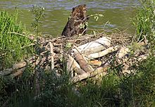 Some rodents, like this North American beaver with its dam of gnawed tree trunks and the lake it has created, are considered ecosystem engineers. American Beaver with dam.JPG