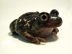 An American eastern spadefoot. American Eastern Spadefoot Toad.JPG