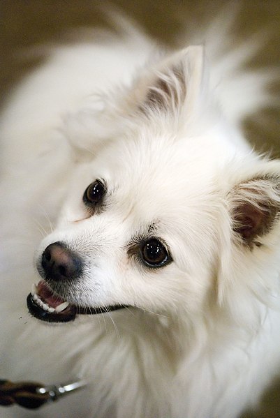 File:American Eskimo Dog portrait above.jpg