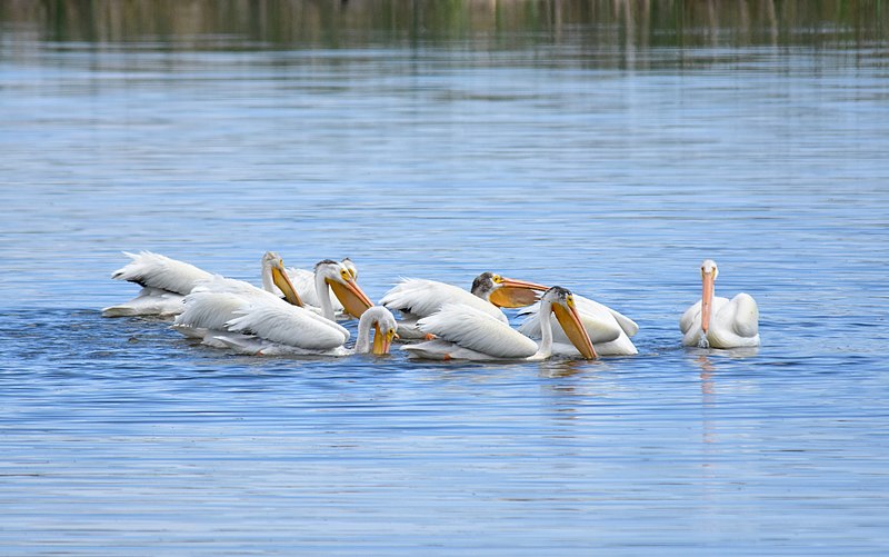 File:American White Pelican on Saratoga Lake (28268373415).jpg