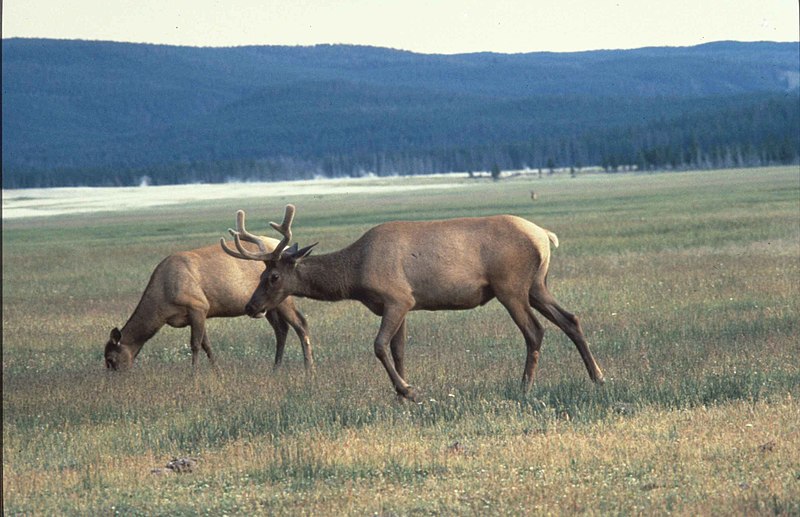 File:American elk cervus elaphus or wapiti deer.jpg