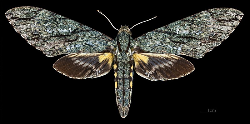 File:Amphonyx lucifer MHNT CUT 2010 0 67 Itatiaia National Park female dorsal.jpg