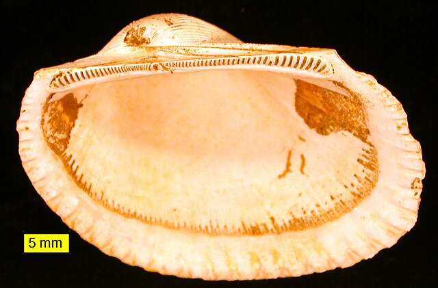 Anadara, a bivalve with taxodont dentition from the Pliocene of Cyprus