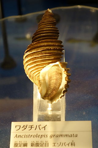 <i>Ancistrolepis</i> Genus of whelk