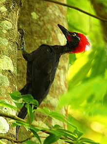 Andaman Woodpecker (Dryocopus hodgei) on a tree.jpg